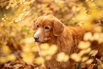 Nova Scotia Duck Tolling Retriever