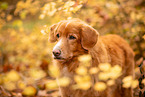 Nova Scotia Duck Tolling Retriever
