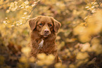 Nova Scotia Duck Tolling Retriever