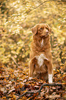 Nova Scotia Duck Tolling Retriever