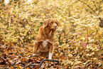 Nova Scotia Duck Tolling Retriever