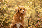 Nova Scotia Duck Tolling Retriever