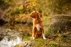 Nova Scotia Duck Tolling Retriever