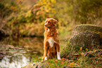 Nova Scotia Duck Tolling Retriever