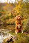 Nova Scotia Duck Tolling Retriever