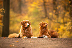 Nova Scotia Duck Tolling Retriever