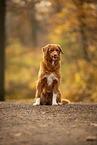 Nova Scotia Duck Tolling Retriever