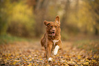 Nova Scotia Duck Tolling Retriever