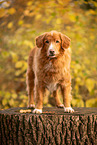 Nova Scotia Duck Tolling Retriever