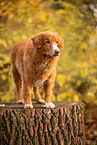 Nova Scotia Duck Tolling Retriever
