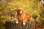 Nova Scotia Duck Tolling Retriever