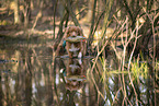 Nova Scotia Duck Tolling Retriever
