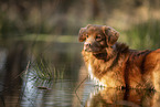 Nova Scotia Duck Tolling Retriever