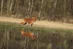 Nova Scotia Duck Tolling Retriever
