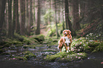 Nova Scotia Duck Tolling Retriever