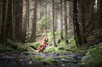Nova Scotia Duck Tolling Retriever