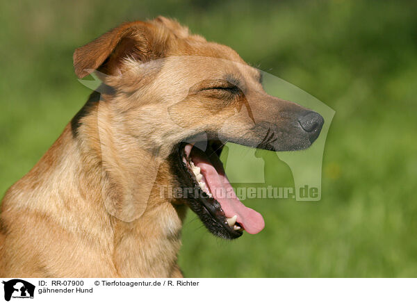 ghnender Hund / Gaping dog / RR-07900
