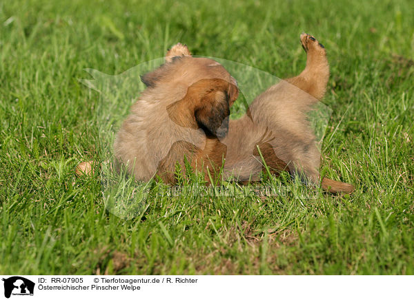 sterreichischer Pinscher Welpe / RR-07905