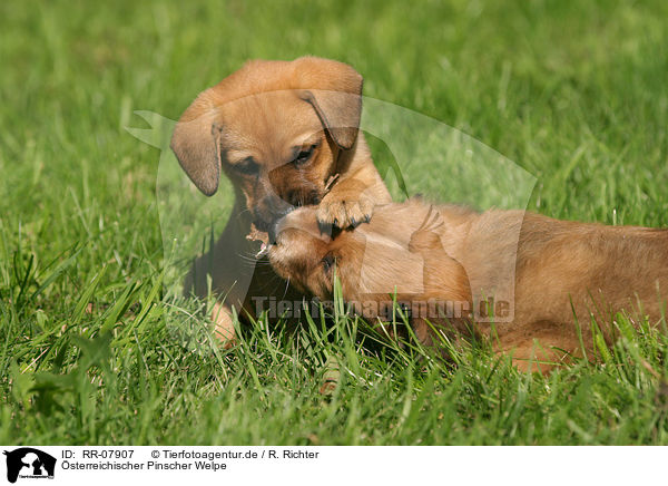 sterreichischer Pinscher Welpe / RR-07907