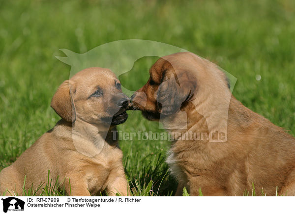 sterreichischer Pinscher Welpe / RR-07909