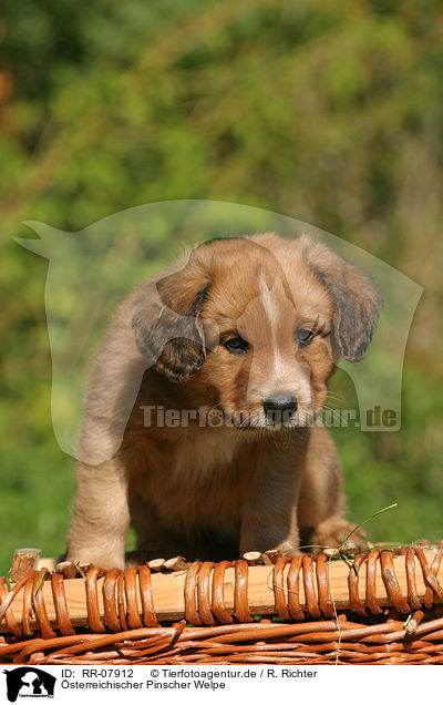 sterreichischer Pinscher Welpe / Puppy / RR-07912