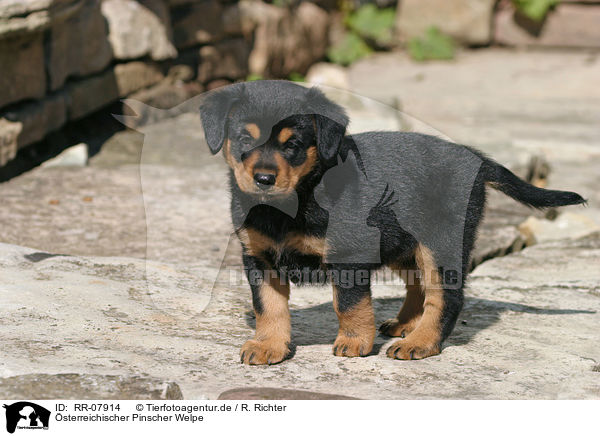 sterreichischer Pinscher Welpe / Puppy / RR-07914