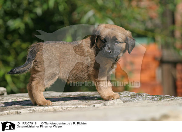 sterreichischer Pinscher Welpe / Puppy / RR-07918