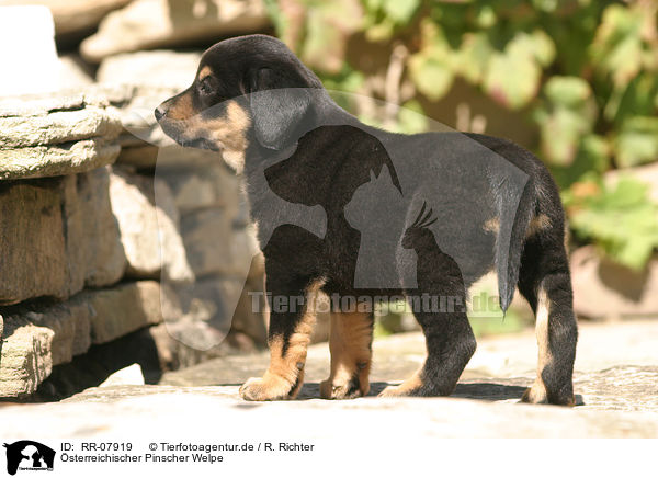 sterreichischer Pinscher Welpe / Puppy / RR-07919