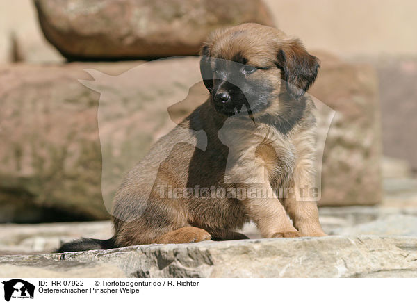 stereichischer Pinscher Welpe / sitting puppy / RR-07922