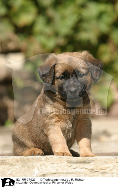 sitzender sterreichischer Pinscher Welpe / sitting pup / RR-07923