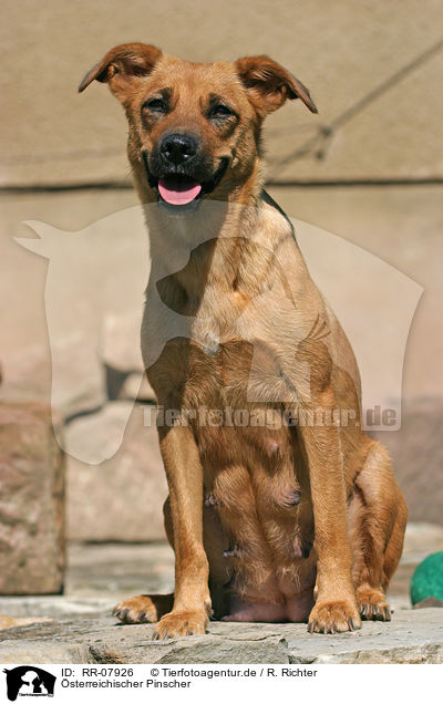 sterreichischer Pinscher / RR-07926