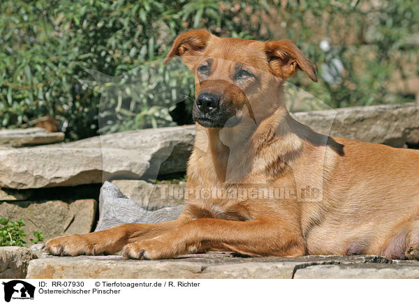 sterreichischer Pinscher / RR-07930