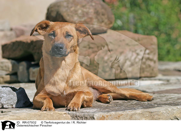 sterreichischer Pinscher / RR-07932