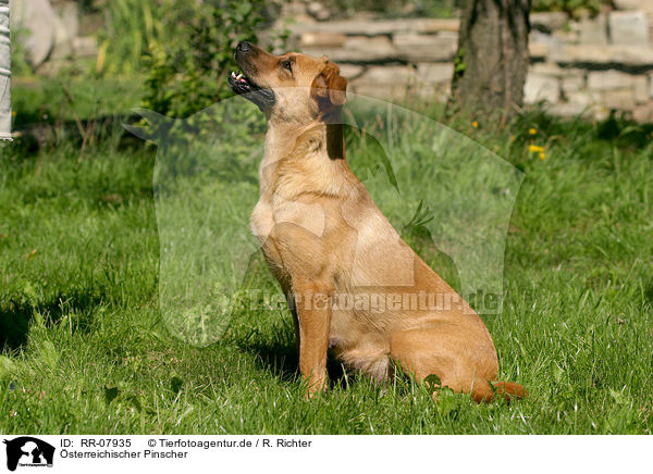 sterreichischer Pinscher / Austrian short-haired Pinscher / RR-07935