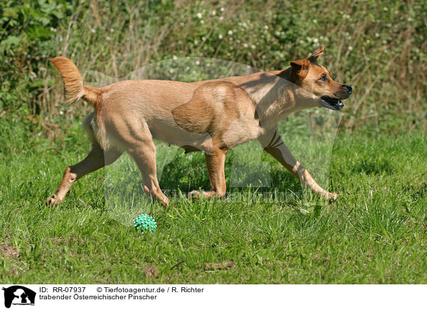 trabender sterreichischer Pinscher / trotting Austrian short-haired Pinscher / RR-07937