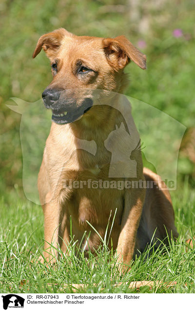 sterreichischer Pinscher / Austrian short-haired Pinscher / RR-07943