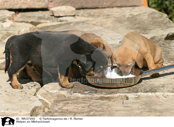 Welpen an Milchschssel / drinking pups / RR-07950