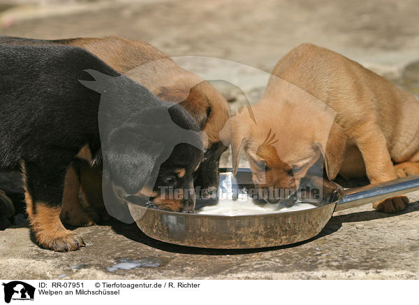 Welpen an Milchschssel / drinking pups / RR-07951