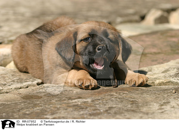 Welpe knabbert an Pansen / pup eats rumen / RR-07952