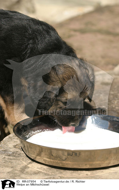 Welpe an Milchschssel / drinking pup / RR-07954