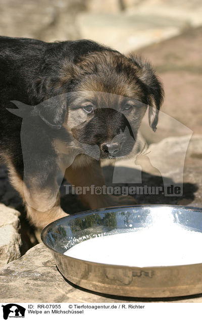 Welpe an Milchschssel / drinking pup / RR-07955