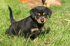 sterreichischer Pinscher Welpe