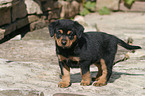 sterreichischer Pinscher Welpe