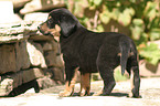 sterreichischer Pinscher Welpe