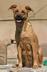 sterreichischer Pinscher