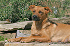 sterreichischer Pinscher