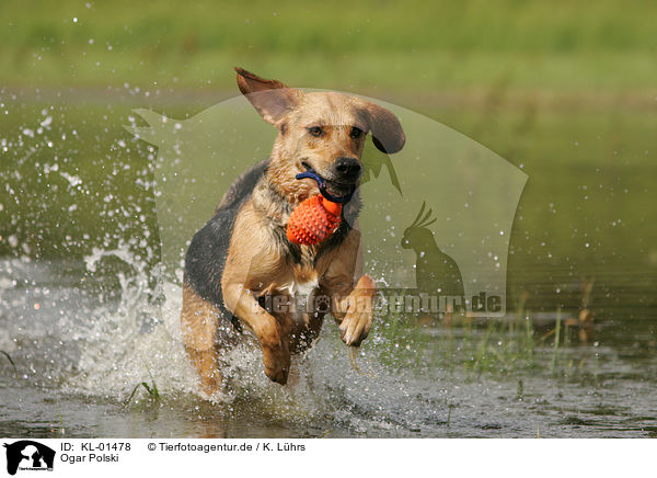 Ogar Polski / Polish Hound / KL-01478