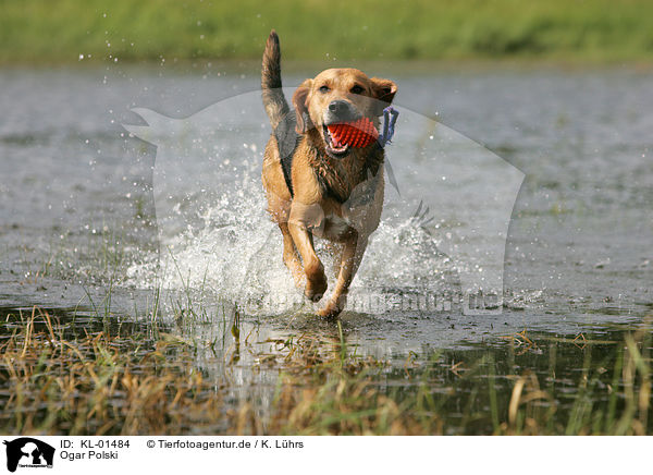 Ogar Polski / Polish Hound / KL-01484
