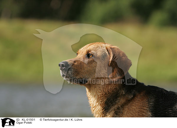 Ogar Polski / Polish Hound / KL-01501