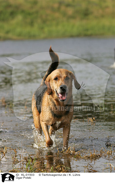 Ogar Polski / Polish Hound / KL-01503